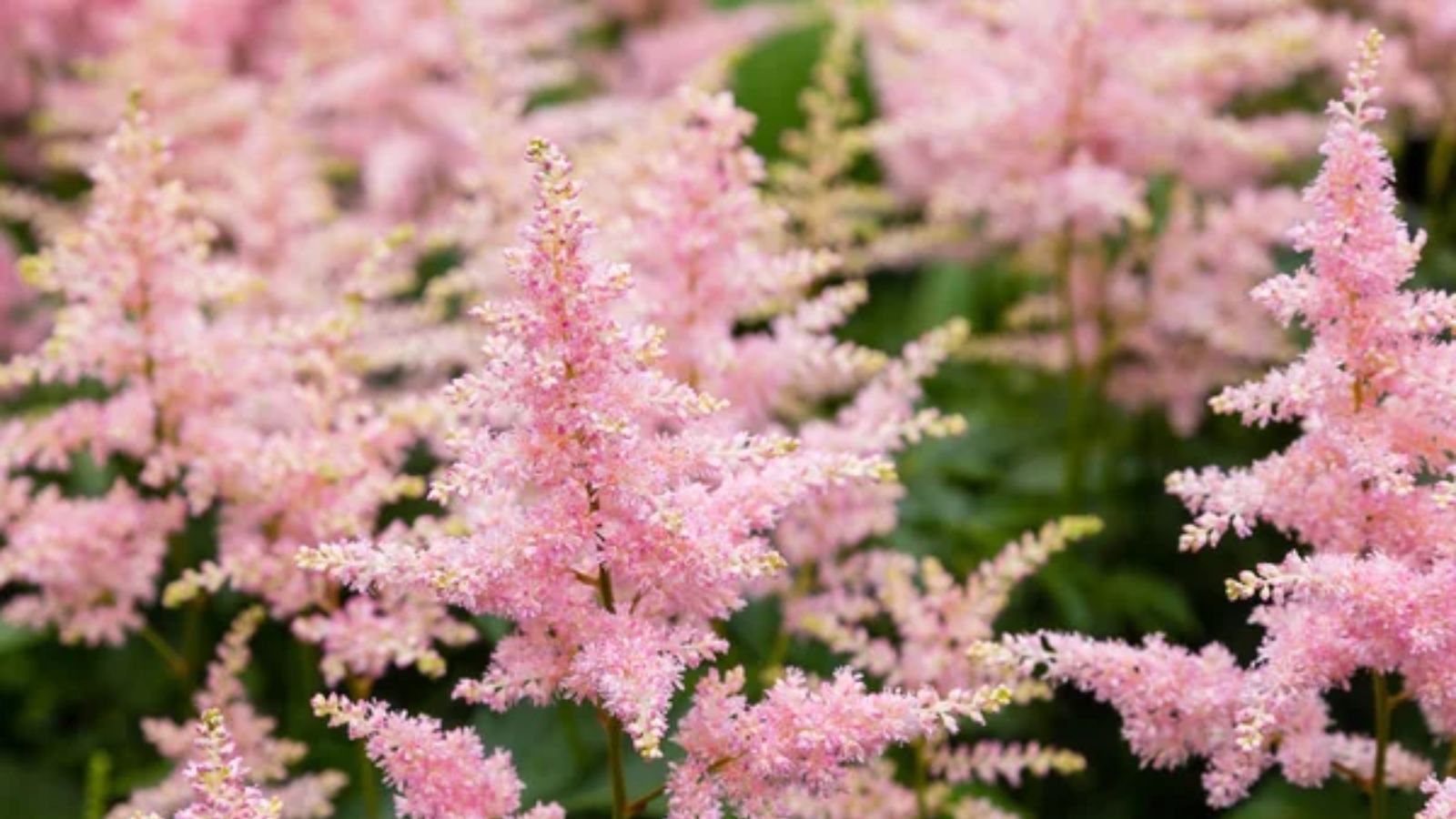 15 Shade-Loving Plants Perfect for Growing Under Trees