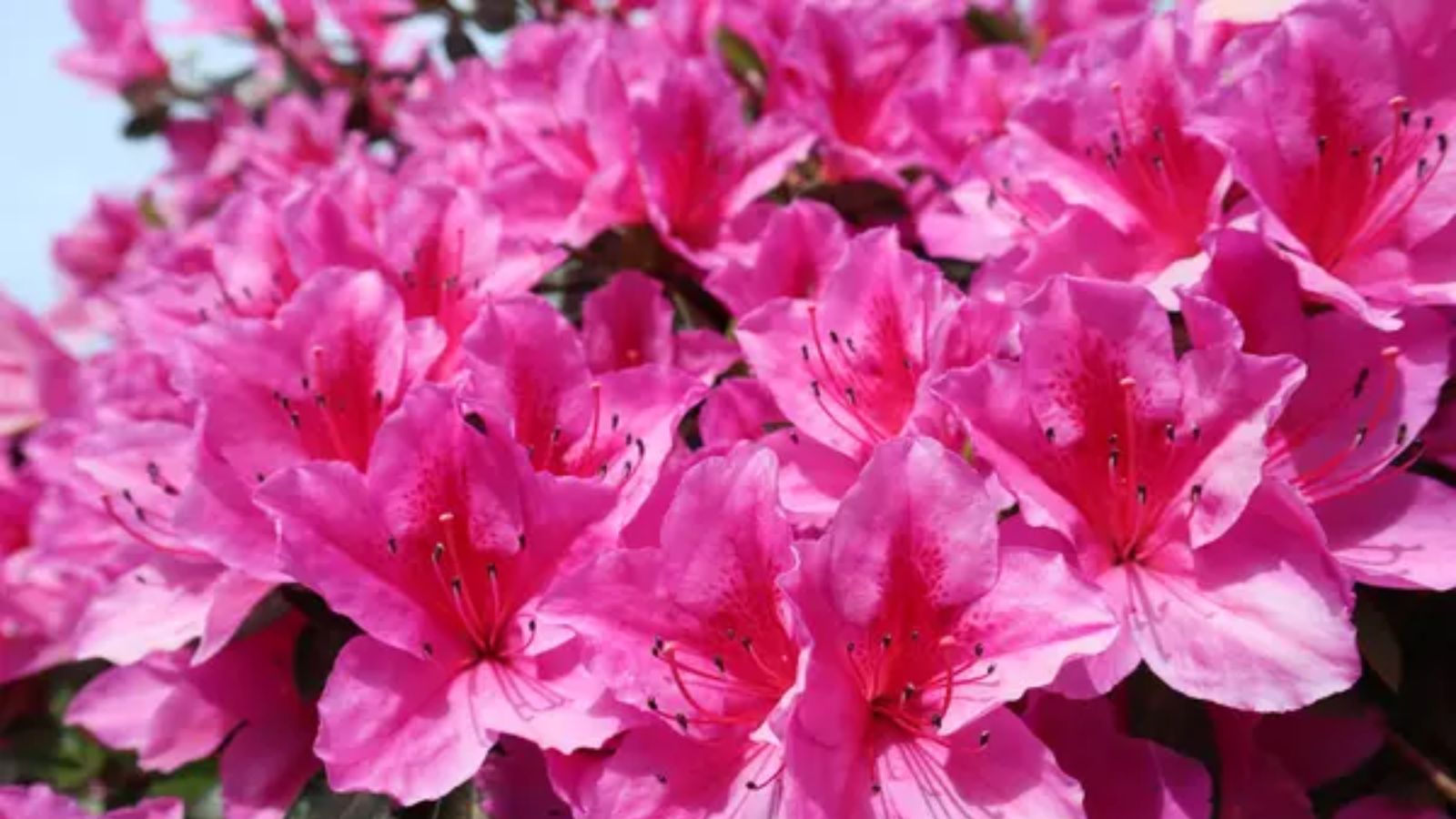 15 Flowering Shrubs That Bring Year-Round Color to Your Garden