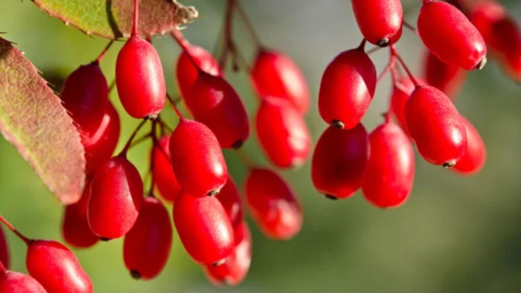 Barberry