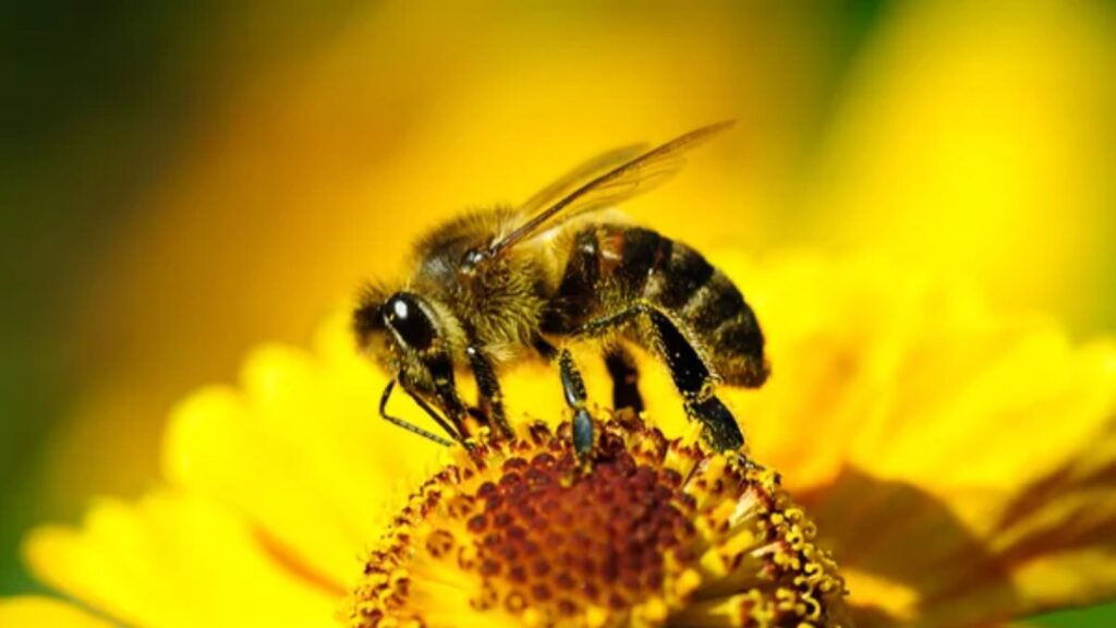 Bees