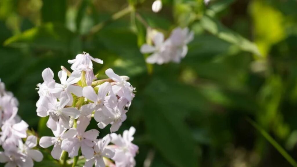 Candytuft