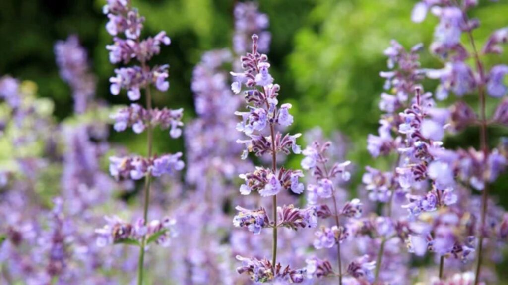 Catmint