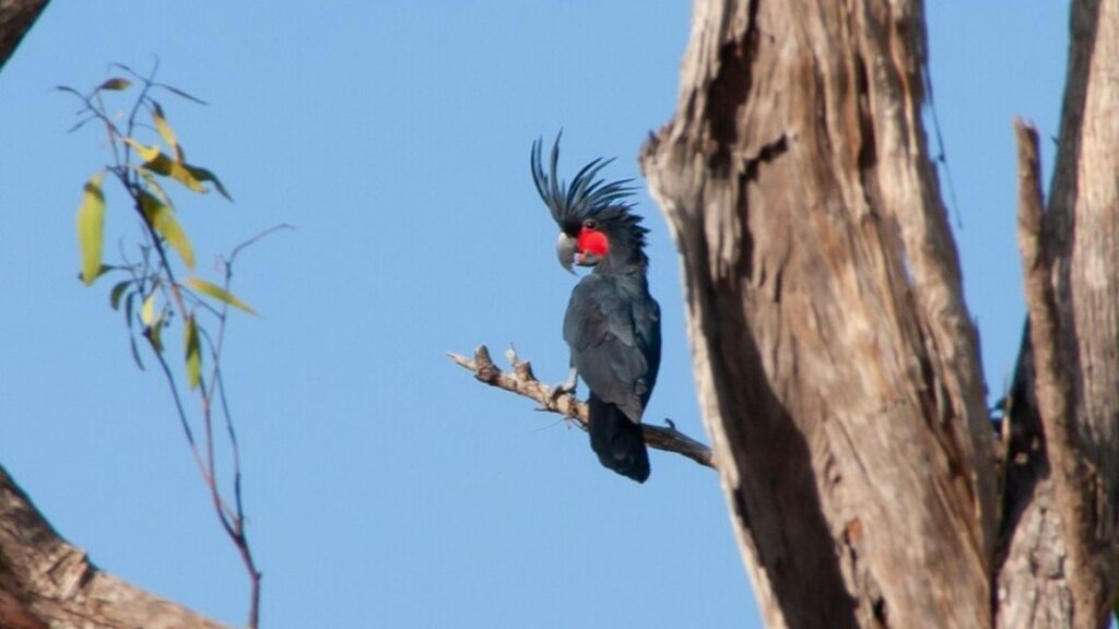 Cockatoo