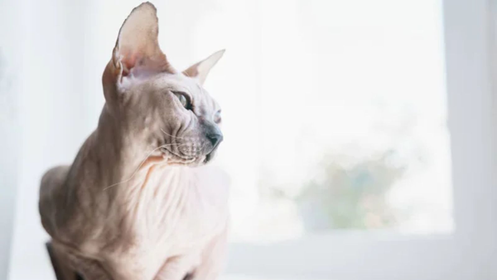 9 Hairless Cat Breeds That May Be Better for People With Allergies
