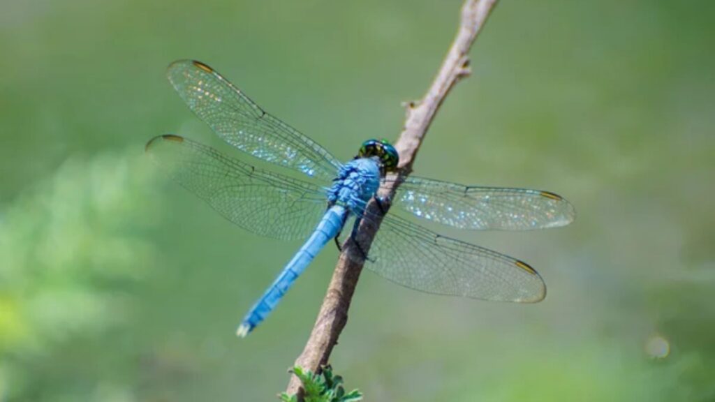 Dragonfly