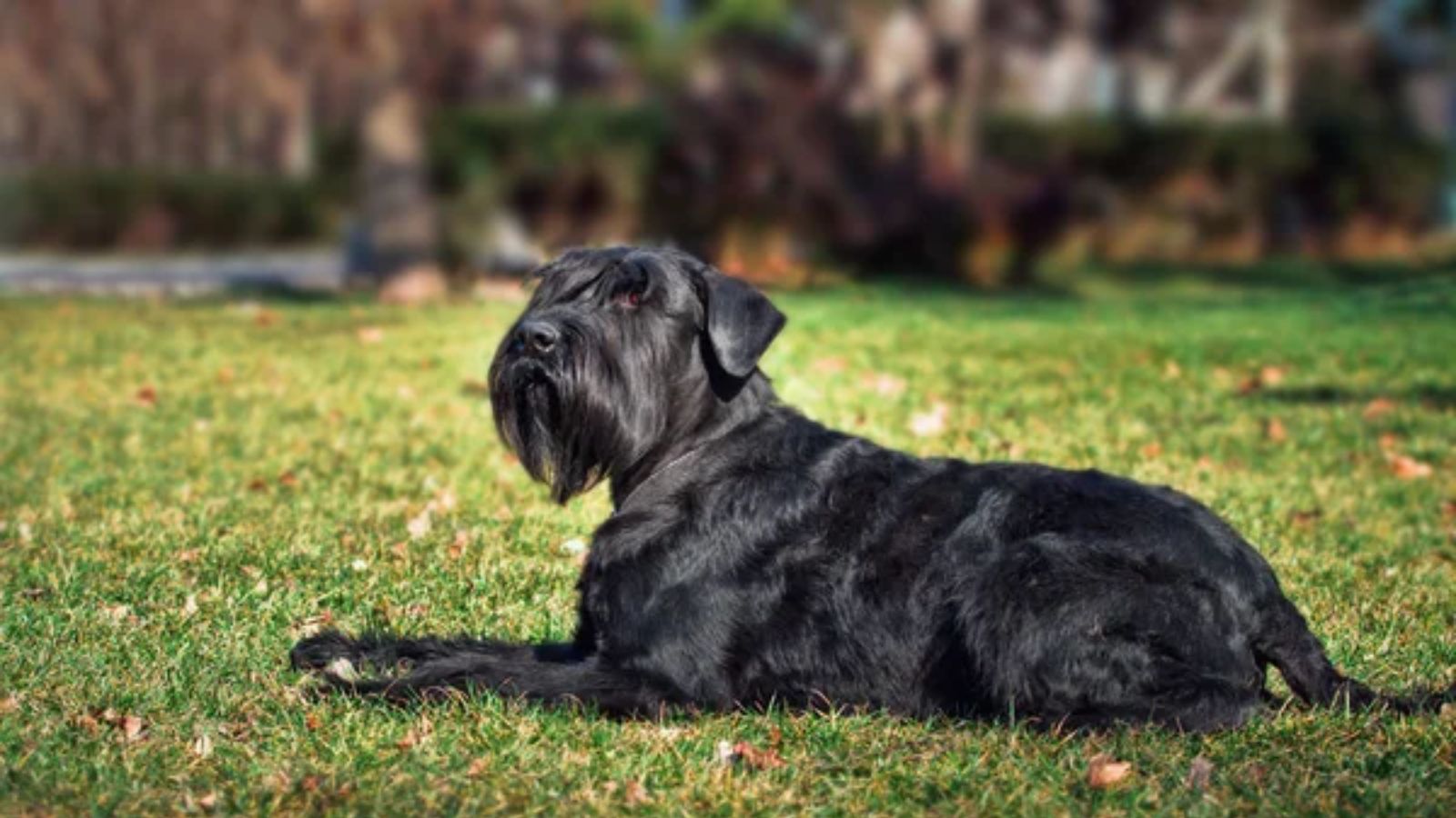 12 Best Guard Dog Breeds That Also Make Wonderful Family Pets
