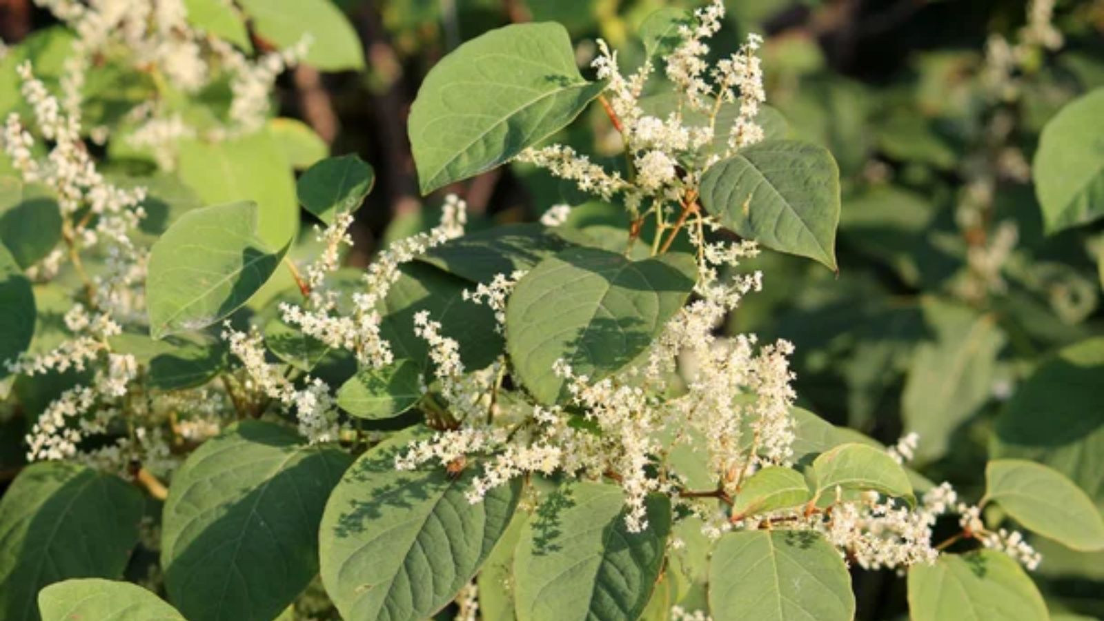 13 Garden Plants That Can Be More Trouble Than They’re Worth