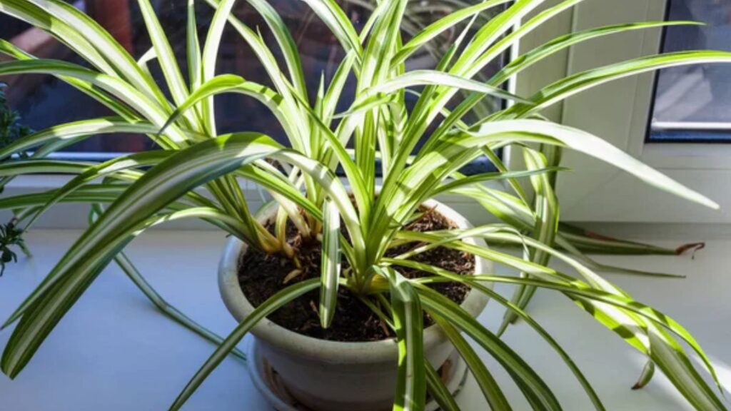 Spider Plant (1)