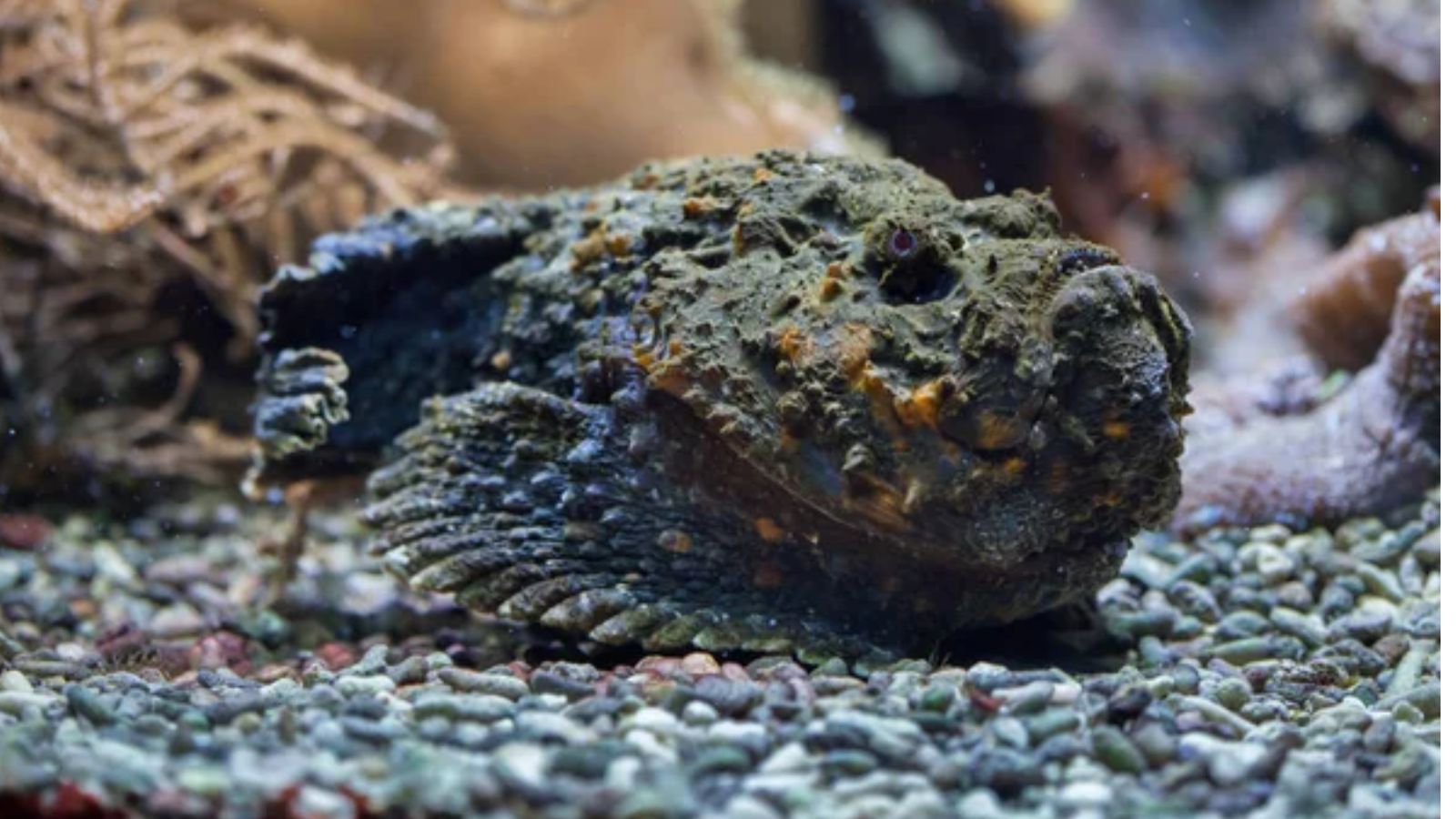 Stonefish