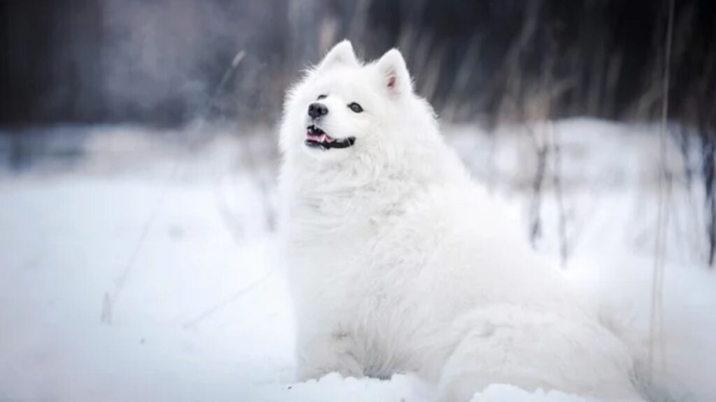 samoyed