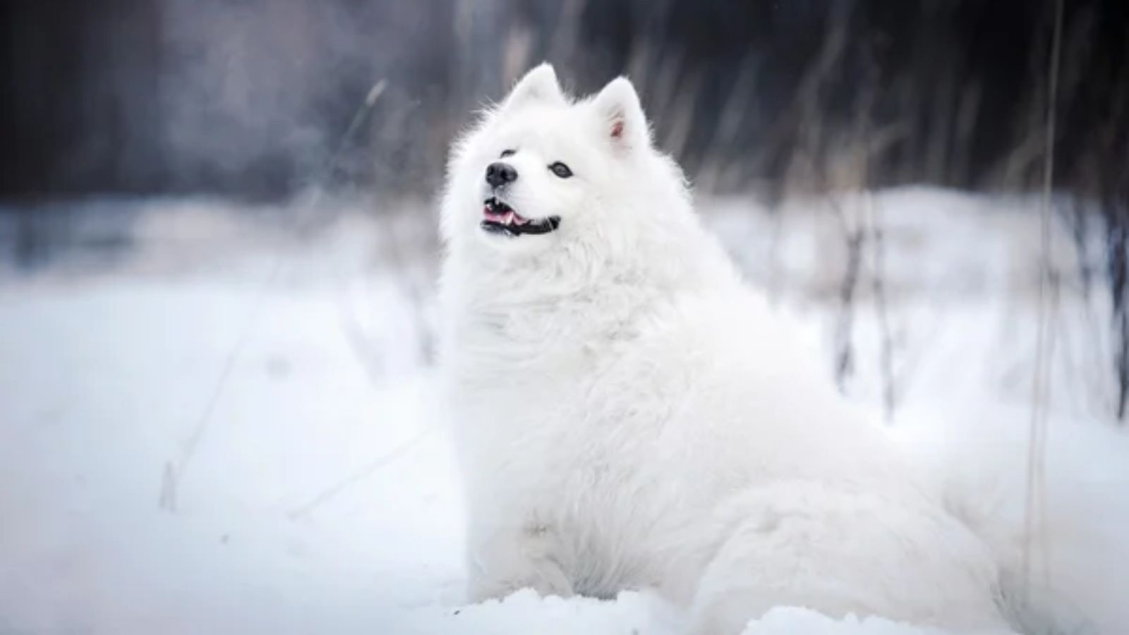 samoyed