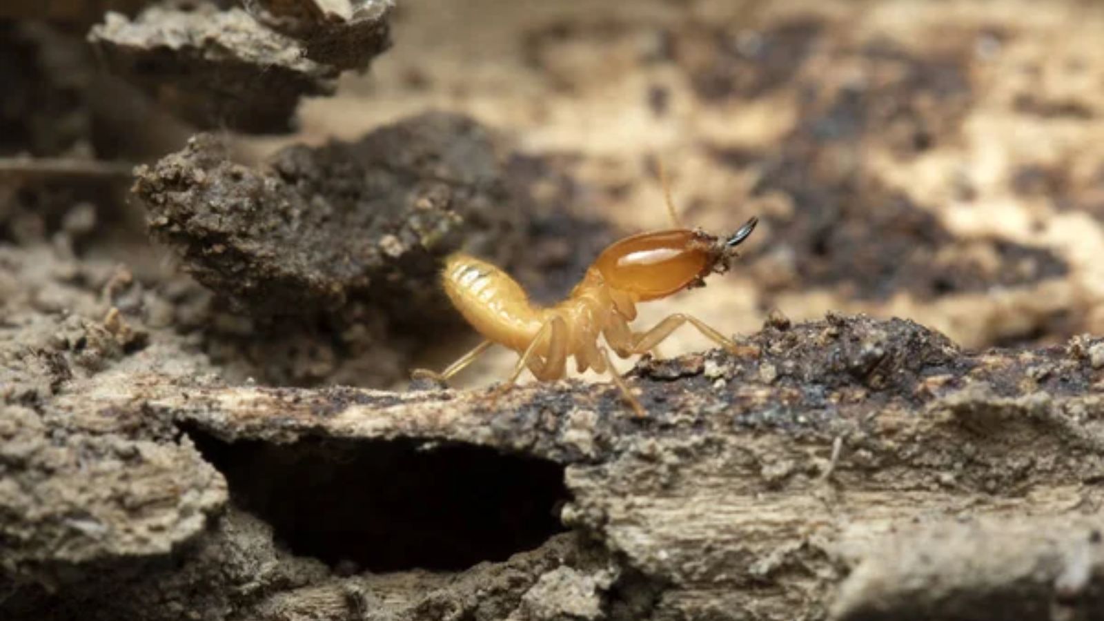 13 Mistakes That Could Be Inviting Termites Into Your Home
