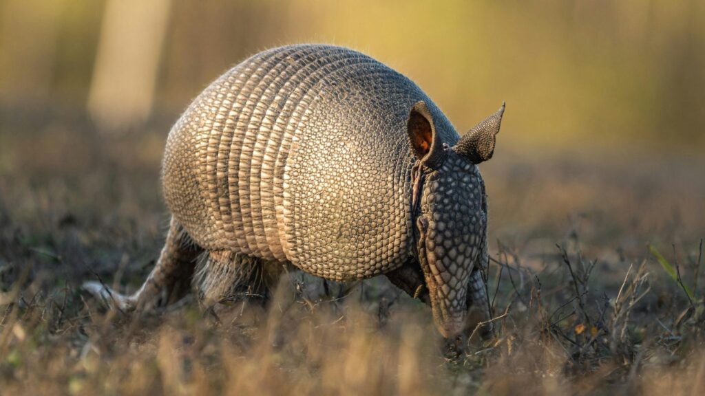 Armadillos