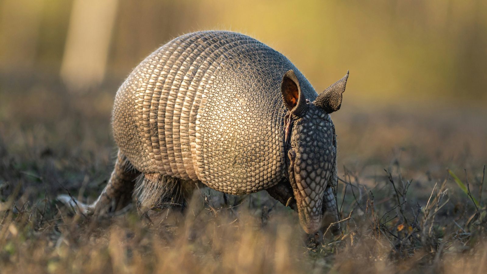 Armadillos