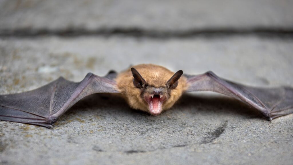 Bats