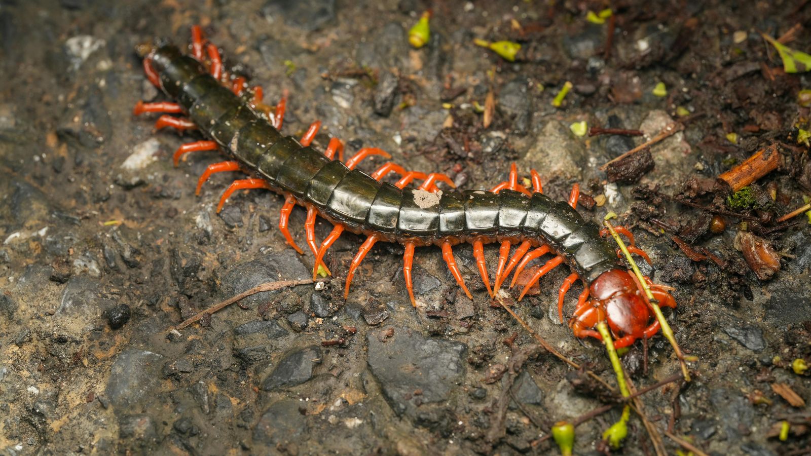 Centipedes