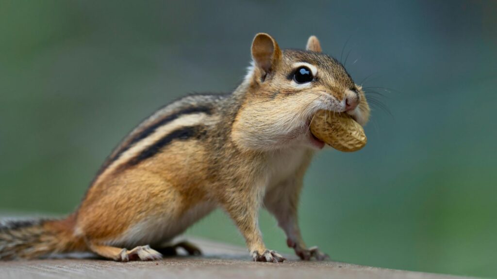Chipmunks