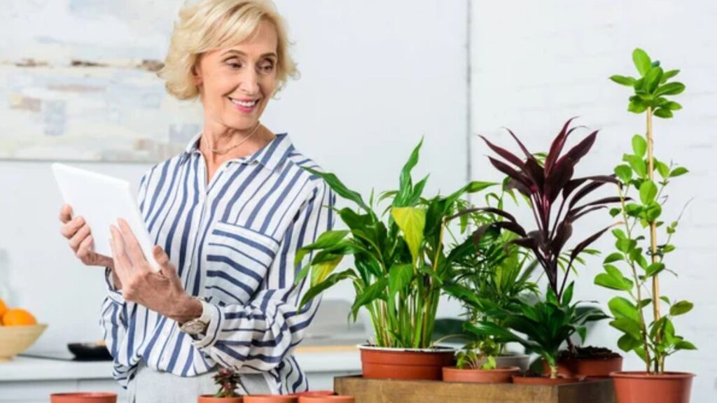 Houseplants