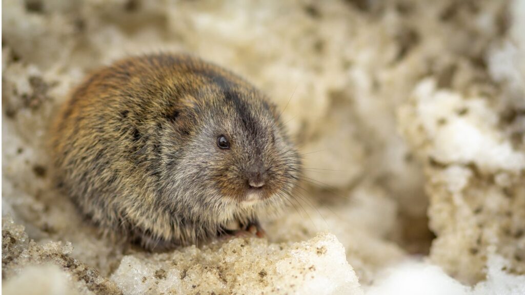 Identify Vole Activity