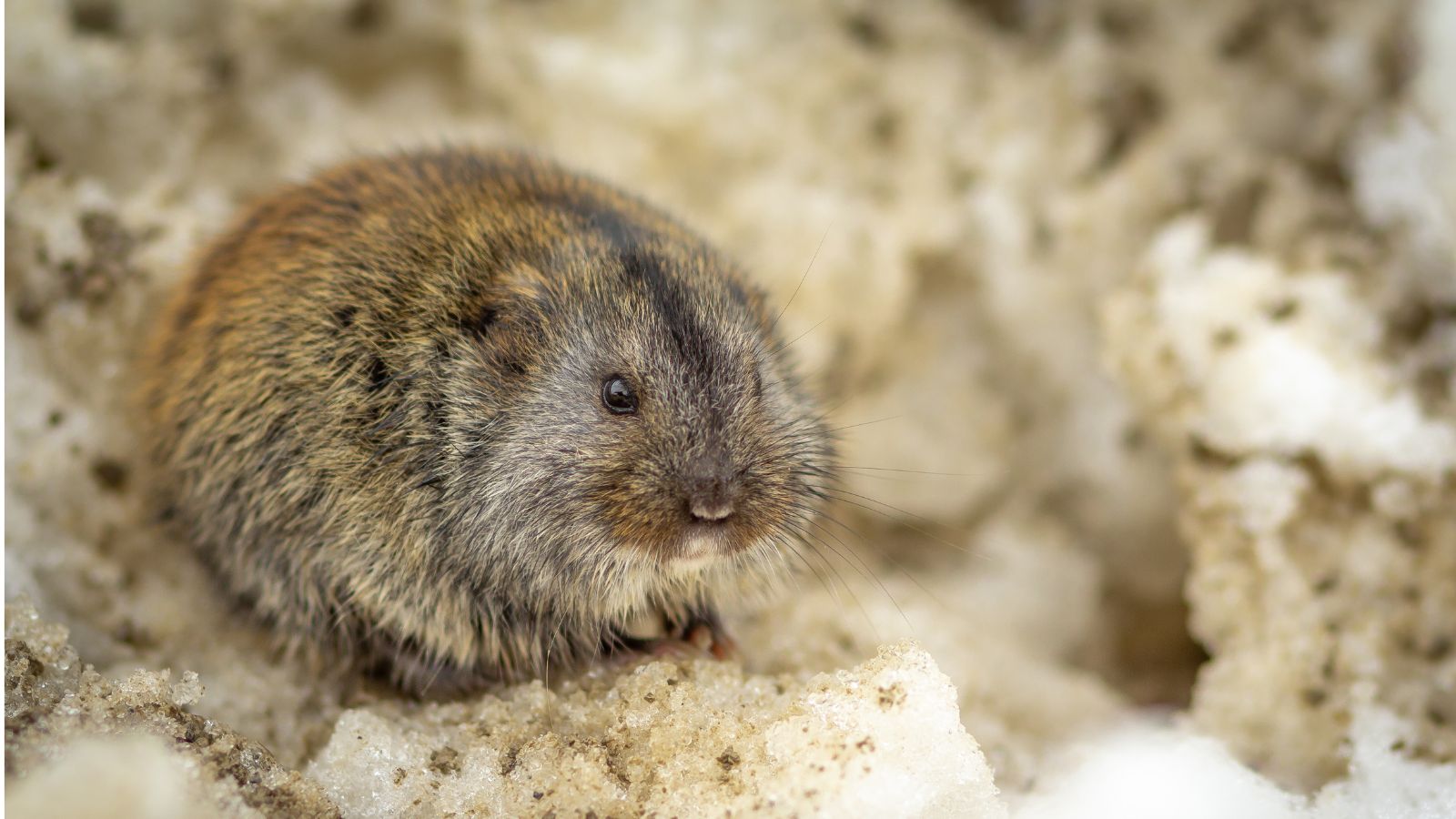 Identify Vole Activity