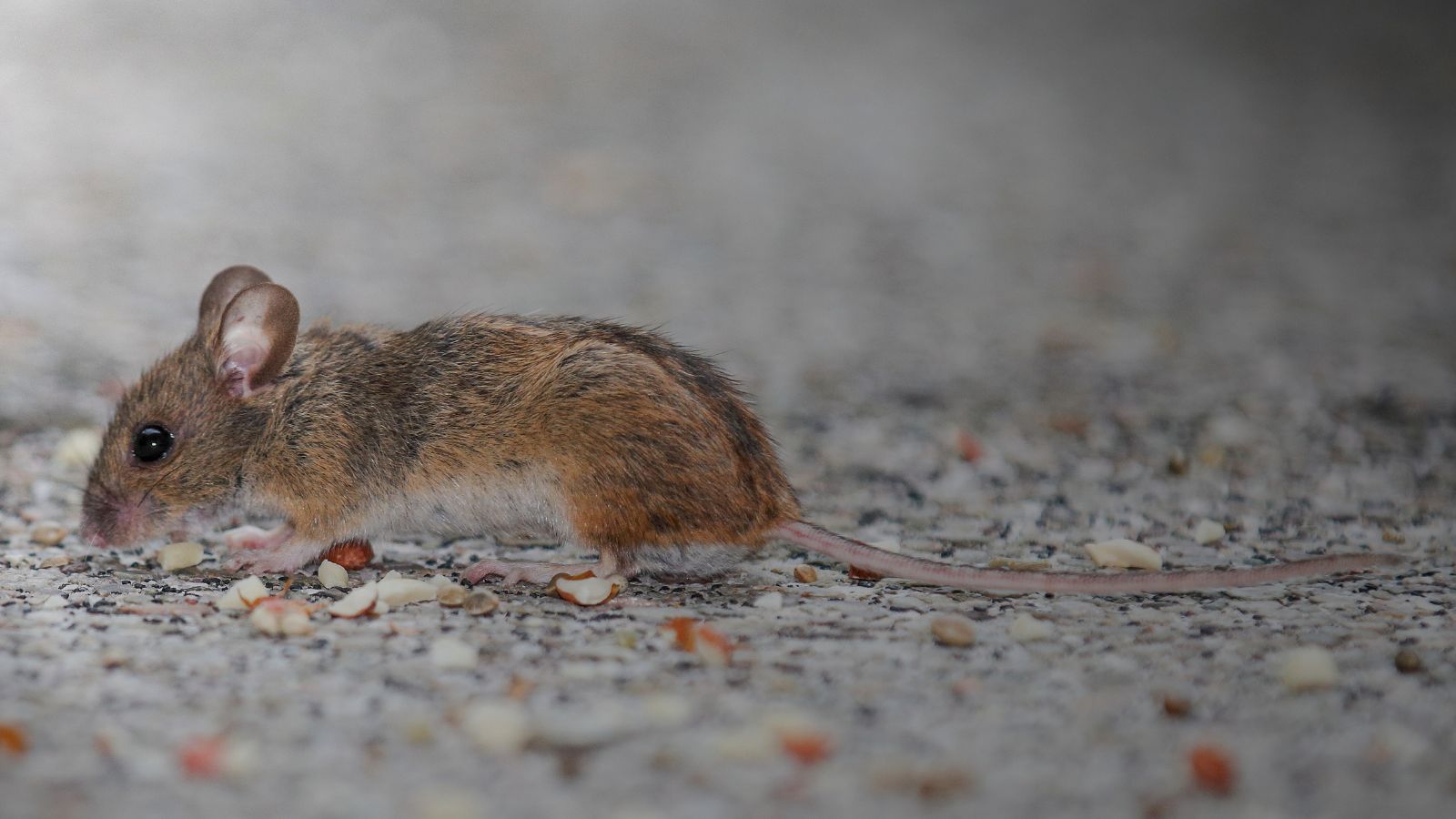 10 Sneaky Places Mice Could Be Hiding in Your Home Without You Ever Seeing Them