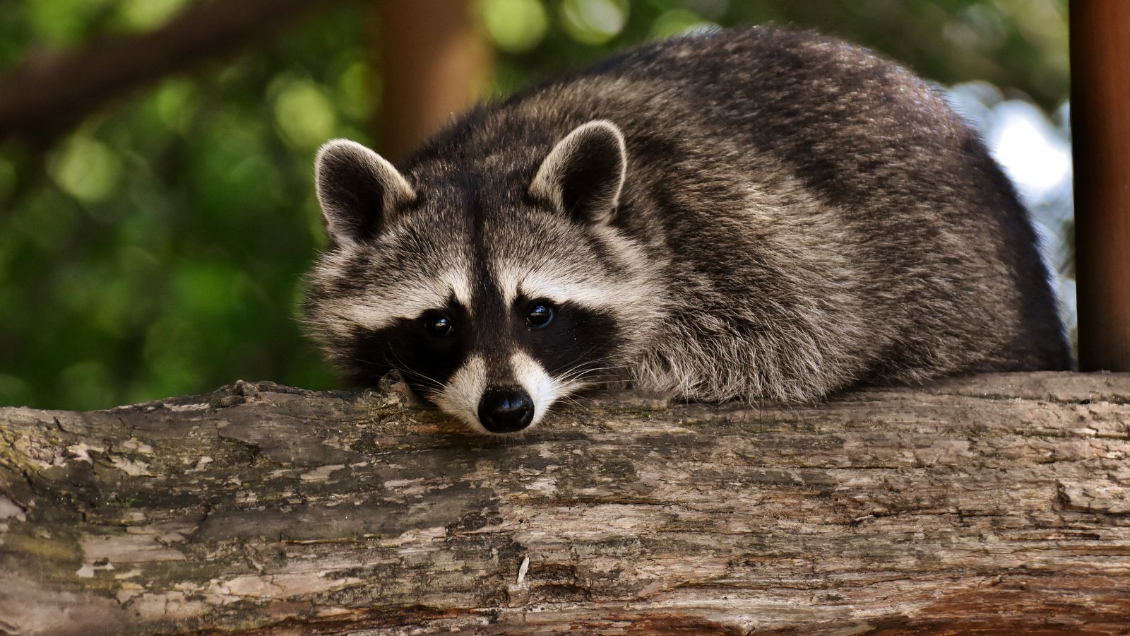 Raccoons Won’t Leave Your Trash Alone? Here’s How to Keep Them Out