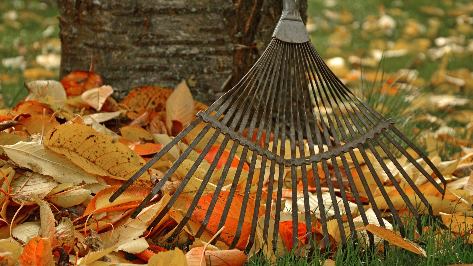 Rake
