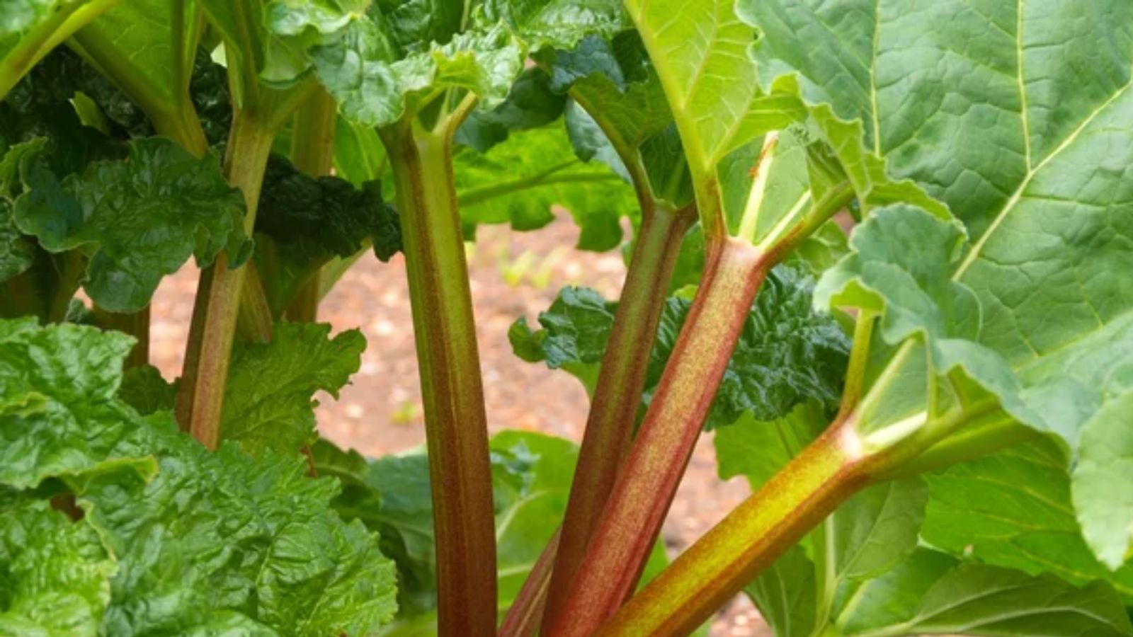 Rhubarb Leaves