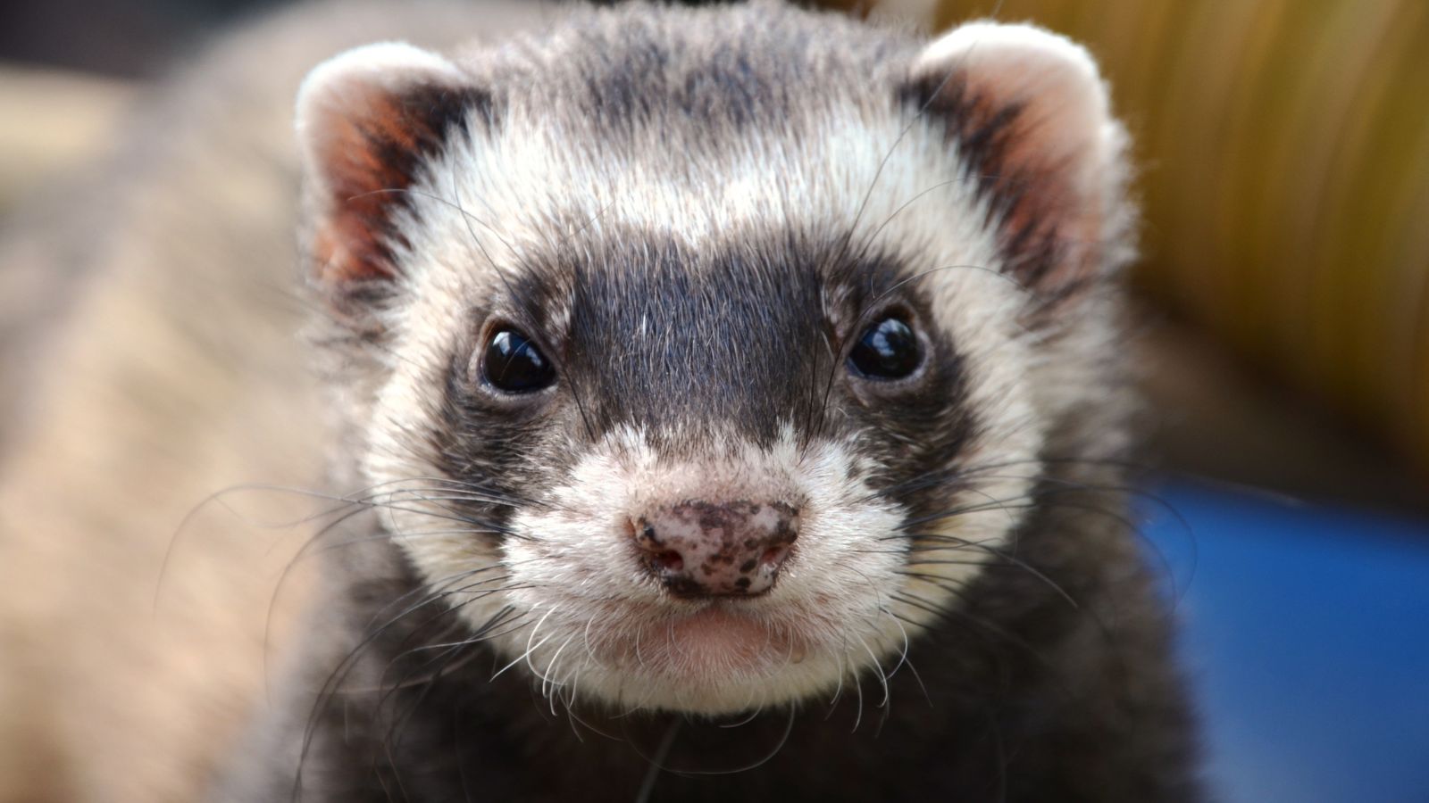 13 Reasons You Might Want Skunks Around Your Property