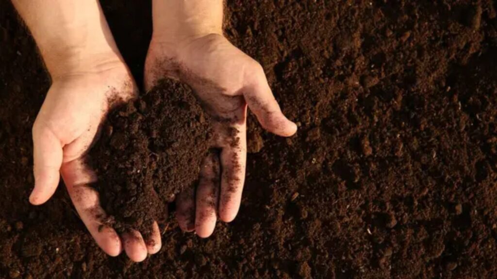Soil