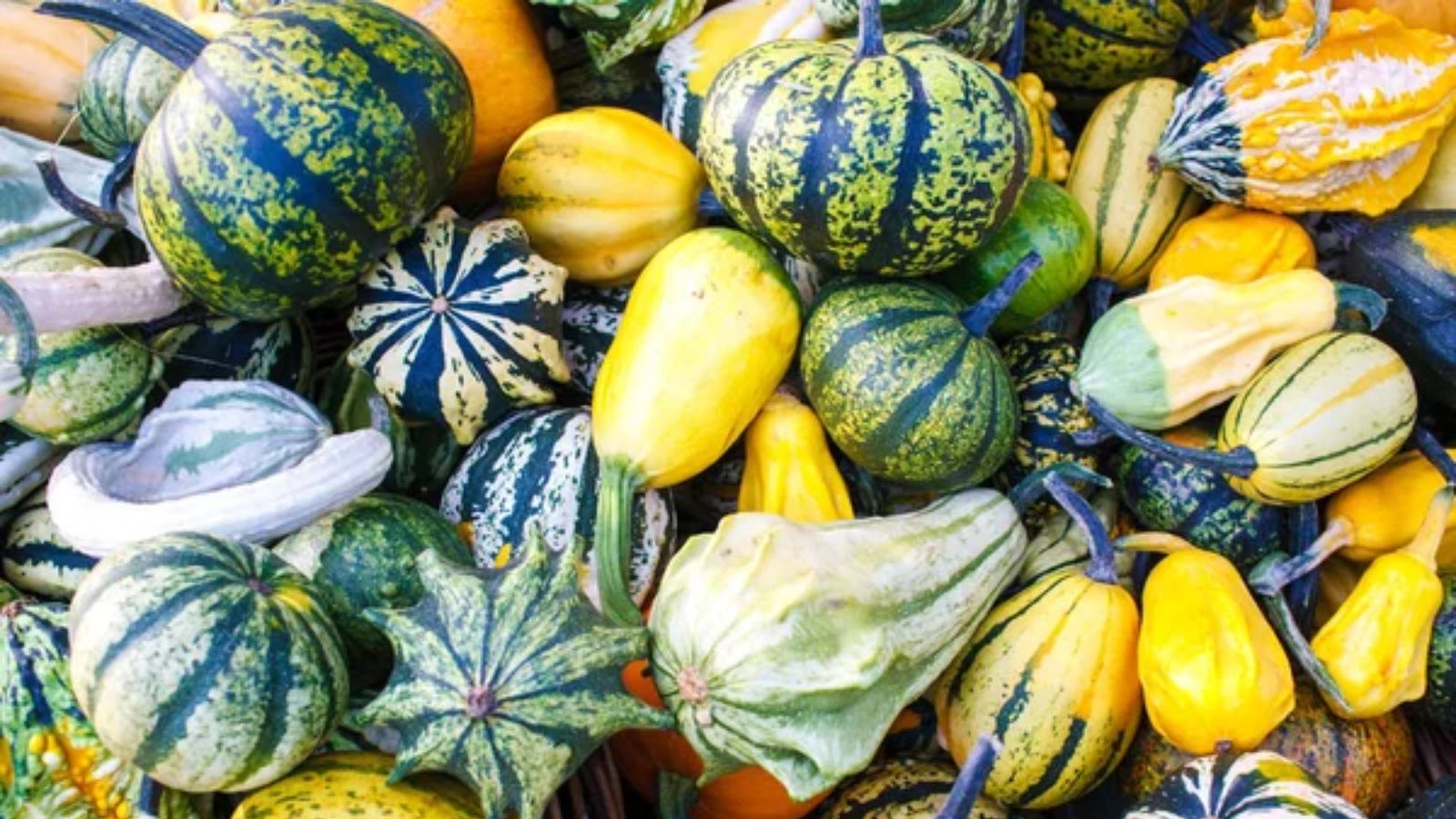 Squash