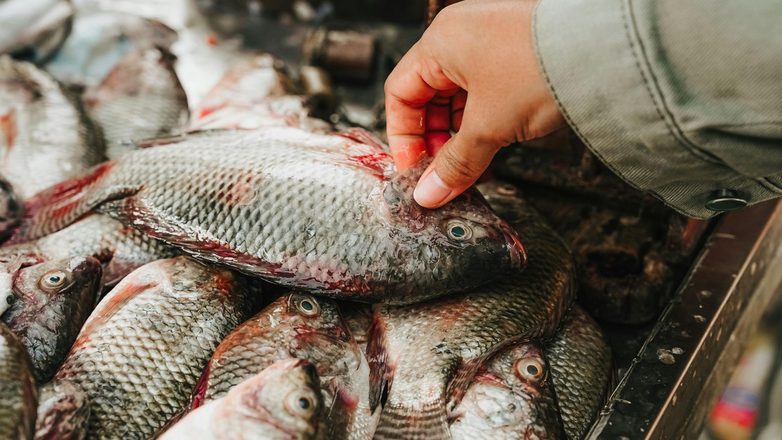fish