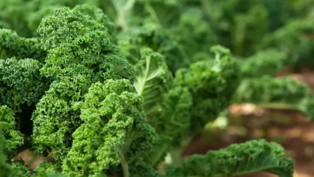 kale