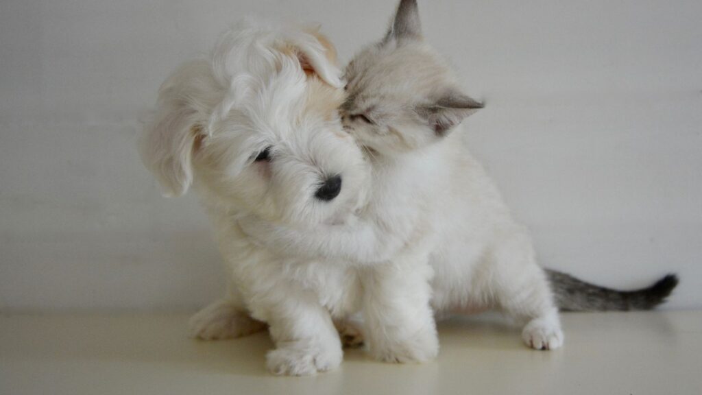 pets 