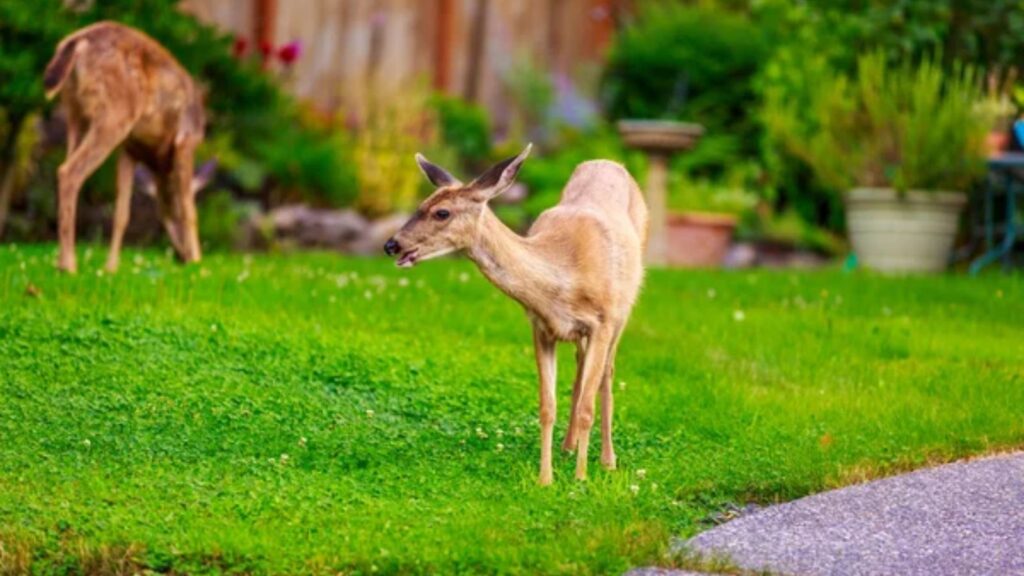 wildlife out of your garden