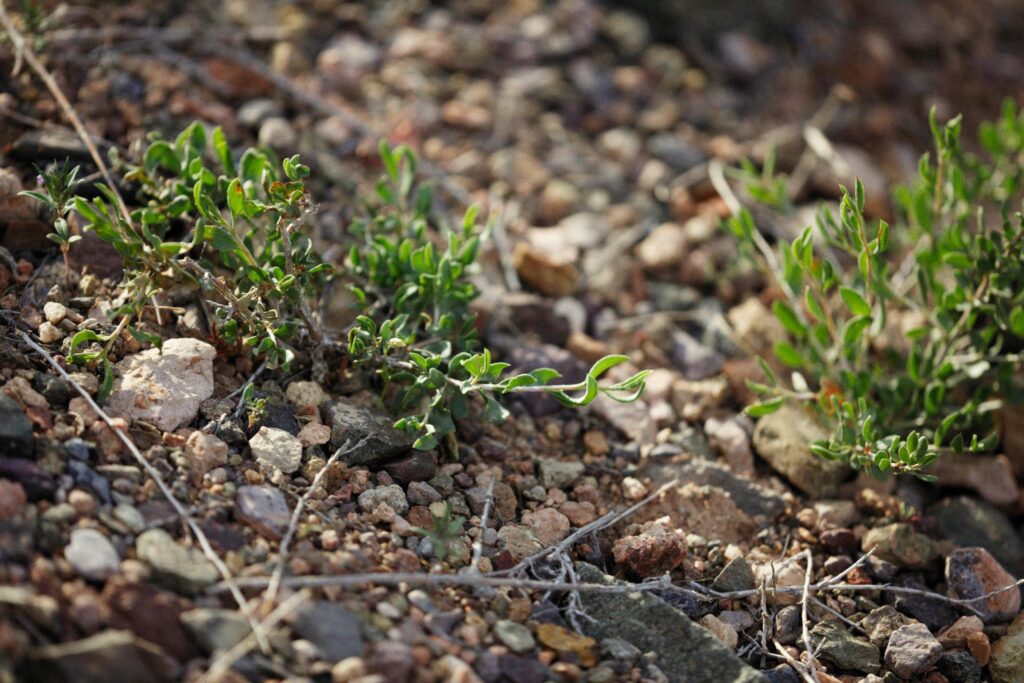 Gravel Weeds