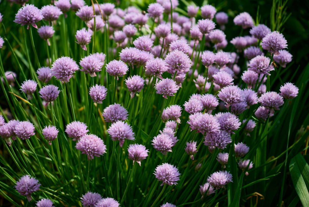 Edible Flowers