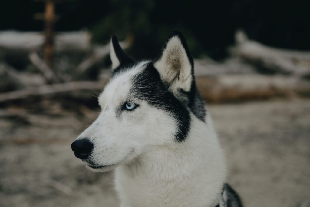 Siberian Husky